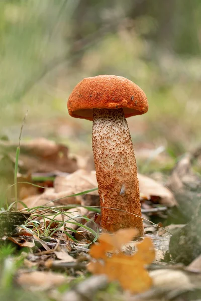 Grzyb Rudy Leccinum Aurantiacum Jesiennym Lesie Dębowym — Zdjęcie stockowe