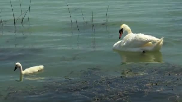 Family of mute swans (Cygnus olor) swims on the lake