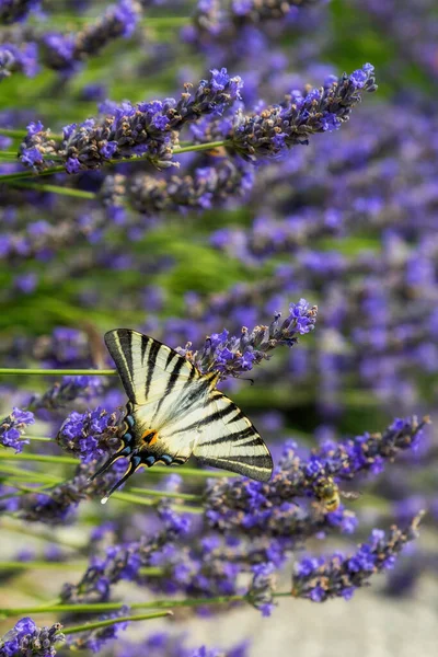 Old World Swallowtail Butterfly Papilio Machaon Beautiful Colored Iconic Butterfly — Foto de Stock