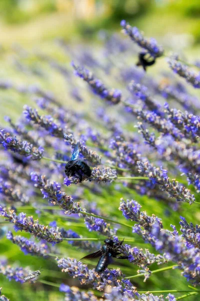 Insect Provence France Lavender Carpenter Bee Xylocopa Violacea — Fotografia de Stock