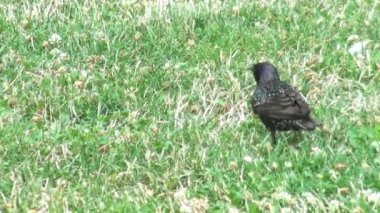 Sığırcık (Sturnus vulgaris) yeşil çimlerde yiyecek arıyor