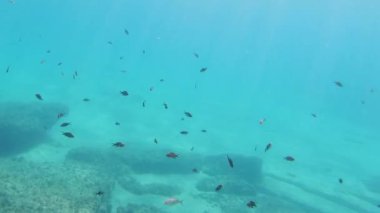İspanya 'nın Costa brava' sı sualtı dünyasında bir sürü balık var.