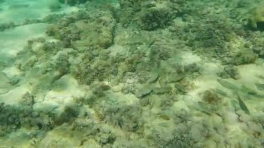 İspanya 'nın Costa brava' sı sualtı dünyasında bir sürü balık var.