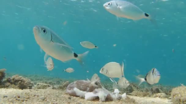 Costa Brava Hiszpanii Podwodny Świat Wieloma Rybami Jedzą Martwą Ośmiornicę — Wideo stockowe