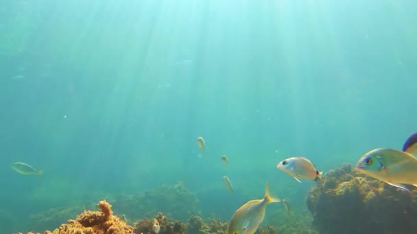 Costa Brava Της Ισπανίας Υποβρύχιο Κόσμο Πολλά Ψάρια — Αρχείο Βίντεο
