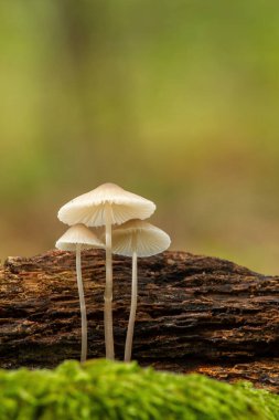 Orman mantarlarının güzel yakın çekimi. Mantar fotoğrafı, orman fotoğrafı, orman geçmişi.
