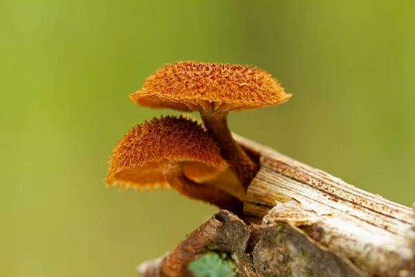 Prachtige Close Van Bospaddenstoelen Foto Van Paddestoelen Foto Van Het — Stockfoto