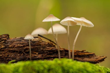 Orman mantarlarının güzel yakın çekimi. Mantar fotoğrafı, orman fotoğrafı, orman geçmişi.