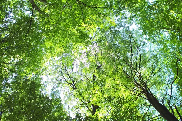 Árboles forestales — Foto de Stock