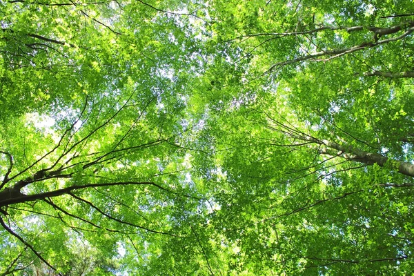 Hojas de árboles forestales — Foto de Stock