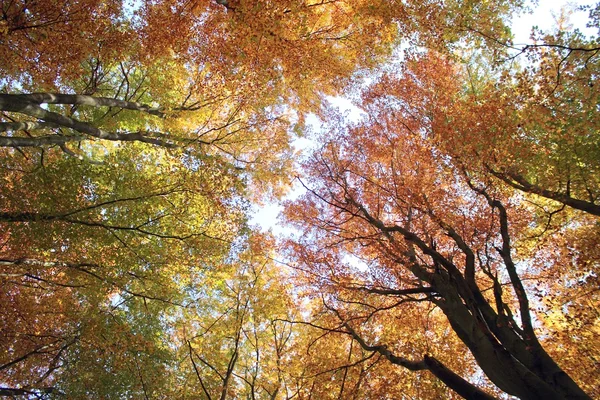 Forêt d'automne — Photo