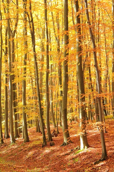 Autumn forest — Stock Photo, Image