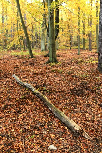 Herfstbos — Stockfoto