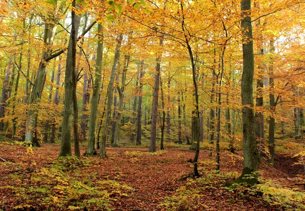 Autumn forest — Stock Photo, Image