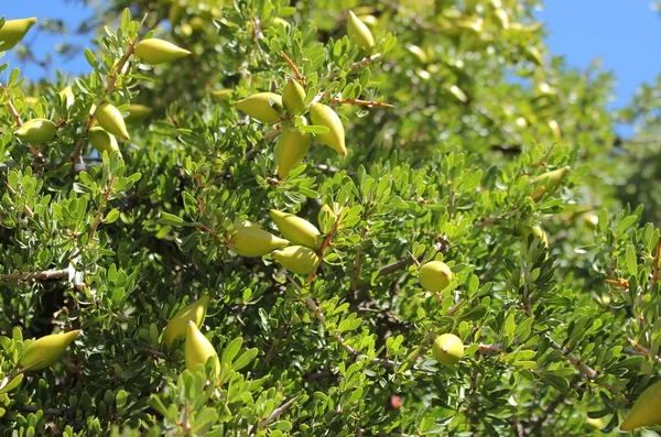 Argan gyümölcsök — Stock Fotó