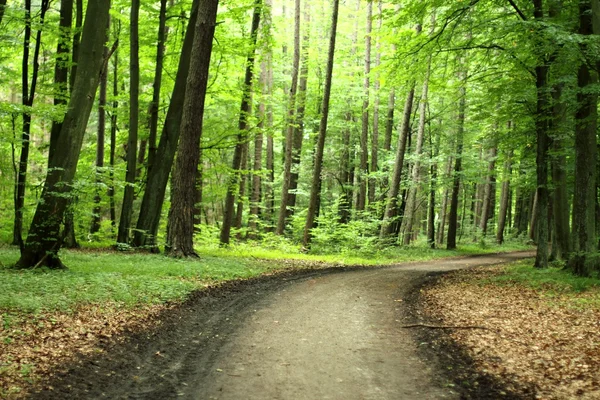 Route en forêt — Photo