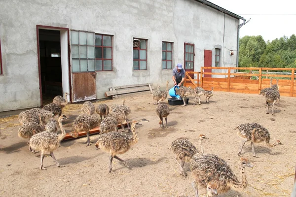 Ostrich chicks farm, Poland — Stock Photo, Image