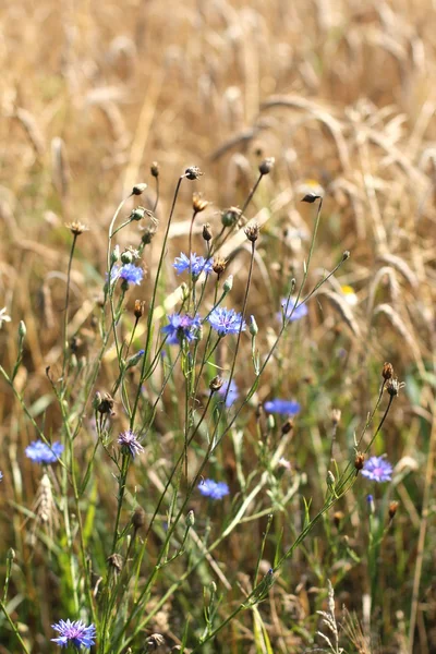 Blauwe korenbloemen — Stockfoto