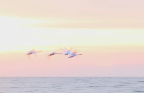 Weiße Schwäne fliegen — Stockfoto
