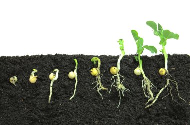 Germinating pea seeds clipart