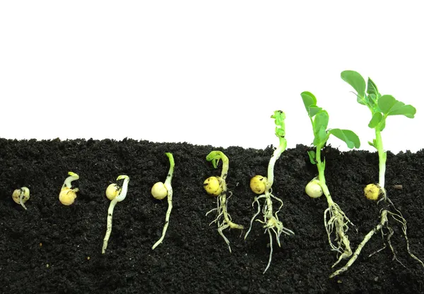 Germinating pea sprouts — Stock Photo, Image