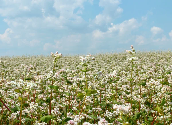 Campo de trigo sarraceno — Foto de Stock