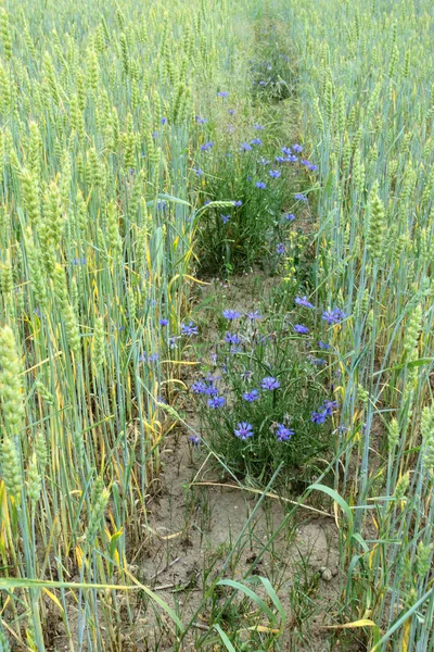 Campo de trigo — Foto de Stock