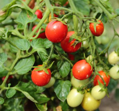 bahçede domates bitki