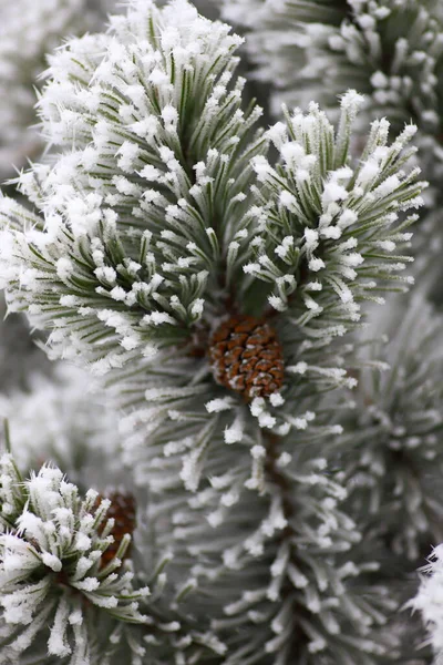 Ein Gefrorener Frostiger Kiefernzweig Mit Tannenzapfen Einem Kalten Wintertag — Stockfoto