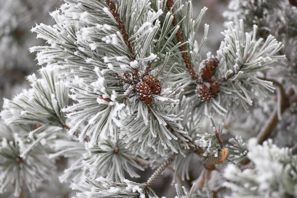 松のすべての針にコーン霜霜を持つ松の枝のクローズアップ — ストック写真