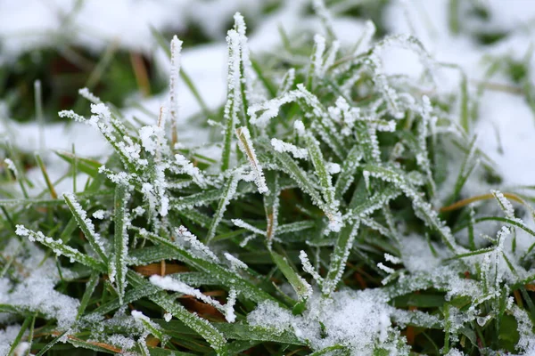 Kış Arka Plan Sabah Frost Çimenlerin Üzerinde — Stok fotoğraf