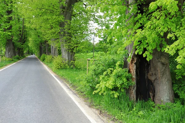 Estrada Rural Com Avenida Árvores Tília Velhas Estação Verão — Fotografia de Stock
