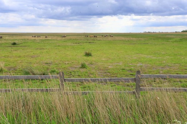 Herd Van Grazende Paarden Beak Nature Reserve Pommeren Polen — Stockfoto