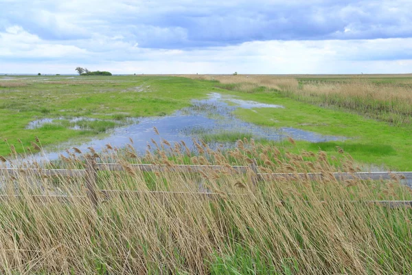 Boggy Louky Přírodní Rezervaci Beko — Stock fotografie