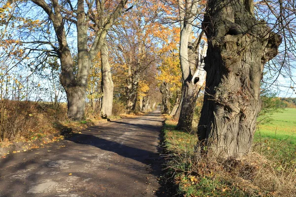 Sonbahar mevsiminde eski ıhlamur ağaçlarının bulunduğu kırsal yol, Oslonino-Rzucewo, Pomerania, Polonya