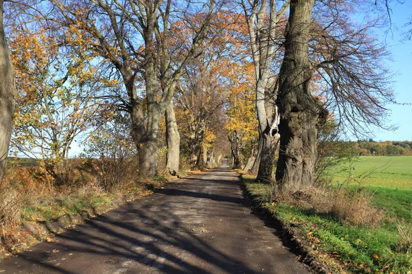 Sonbahar mevsiminde eski ıhlamur ağaçlarının bulunduğu kırsal yol, Oslonino-Rzucewo, Pomerania, Polonya
