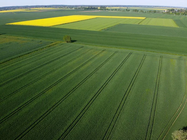 Cultures Agricoles Été Vue Aérienne Zulawy Wislane Pologne — Photo