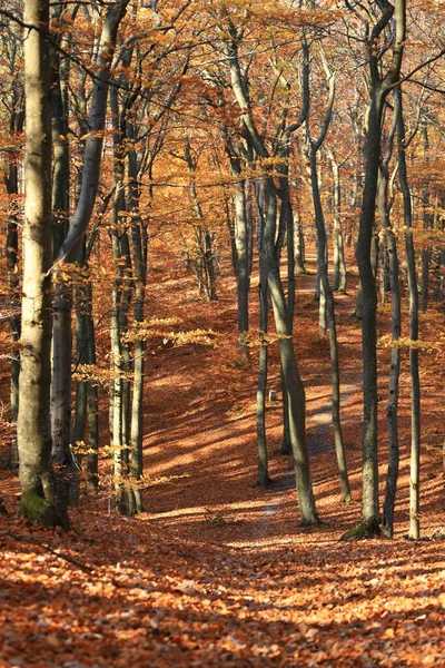 Sunny Day Autumnal Forest Yellow Orange Trees Real Landscape Autumn — Stock Photo, Image