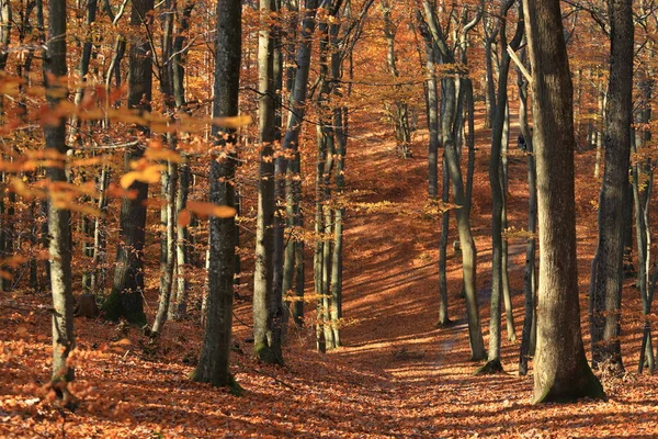 Automne Doré Dans Forêt Par Une Journée Ensoleillée — Photo