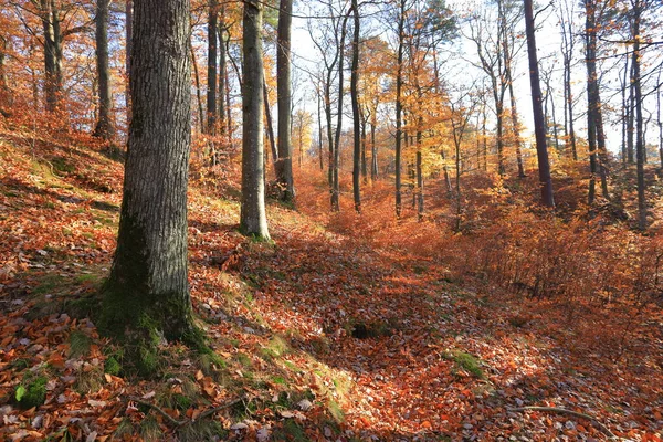 Otoño Dorado Bosque Día Soleado Brillante —  Fotos de Stock