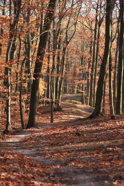 Chemin Travers Forêt Automne Photo Verticale — Photo