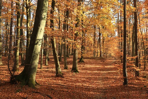 Forêt Automne Colorée Lumineuse — Photo