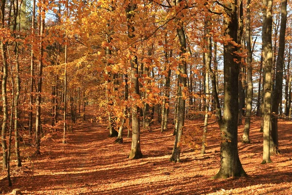 Floresta Outono Colorida Brilhante — Fotografia de Stock