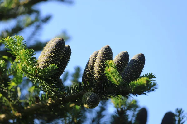 Een Tak Met Zilveren Dennenappels Abies Alba — Stockfoto