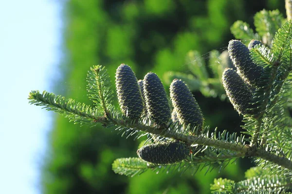 Gren Med Silvergran Kottar Abies Alba — Stockfoto