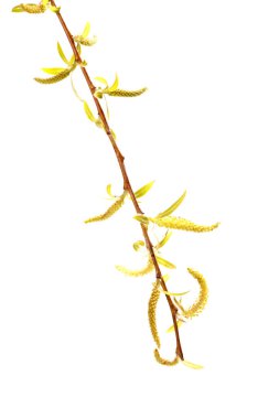 Bahar mevsiminde Babil söğüdü (Salix Bablonica) üzerinde sarı çiçekler