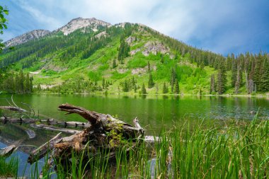 Güzel Dolar Gölü Gunnison Ulusal Ormanı Kebler Geçidi, Colorado