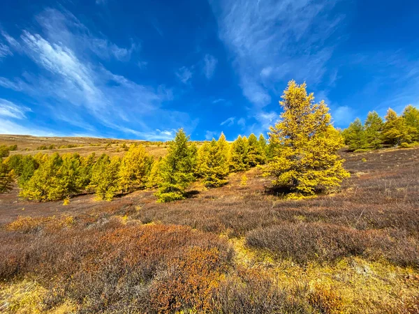 Желтые Деревья Золотой Осенний Горох Голубом Небе — стоковое фото