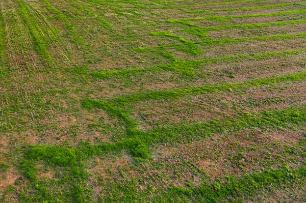 Jeune Herbe Fraîche Grandi Sol Vue Dessus — Photo