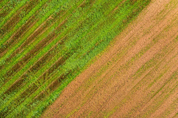 Semer Des Lignes Jeunes Herbes Dans Champ Prises Partir Copter — Photo